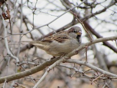 Passer domesticus