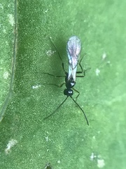 Ichneumonoidea