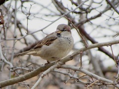Passer domesticus