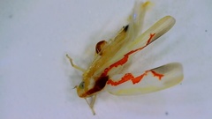 Zygina flammigera