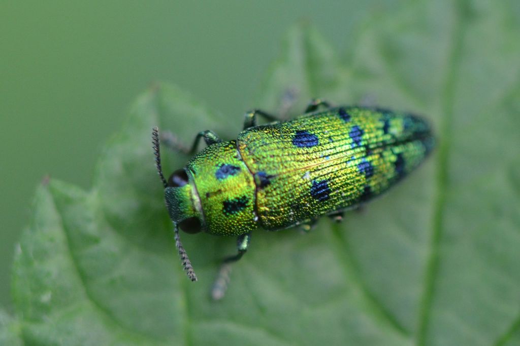 Cypress jewel beetle