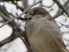 Passer domesticus