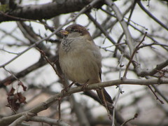 Passer domesticus