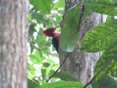 Campephilus rubricollis