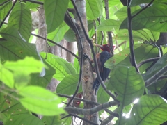 Campephilus rubricollis