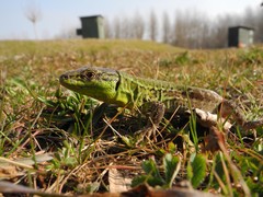 Podarcis siculus campestris