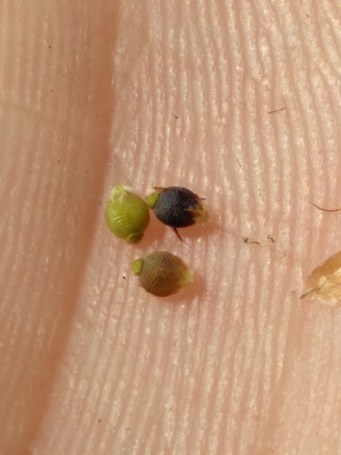 Image of Rhynchospora galeana by (c) Scott Ward, some rights reserved (CC BY)