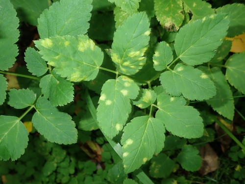 Plasmopara nivea nuotrauka