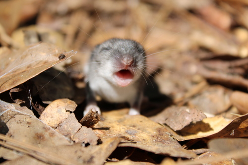White-footed Mouse
