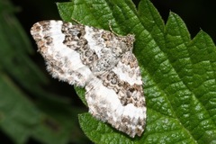 Epirrhoe rivata