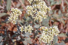 Eriogonum leptocladon ramosissimum