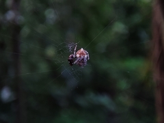 Eriovixia