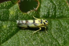 Eupteryx atropunctata