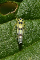 Eupteryx atropunctata