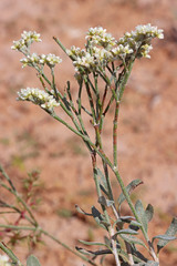 Eriogonum leptocladon ramosissimum