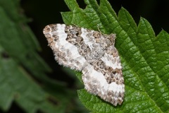 Epirrhoe rivata