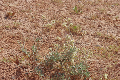 Eriogonum leptocladon ramosissimum