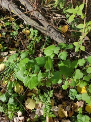 Leonurus quinquelobatus