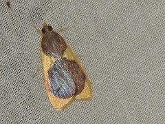 Prooedema inscisalis