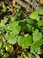 Leonurus quinquelobatus