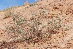 Eriogonum leptocladon ramosissimum