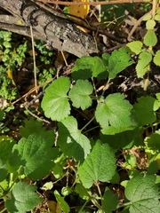 Leonurus quinquelobatus