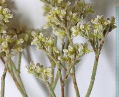 Eriogonum leptocladon ramosissimum