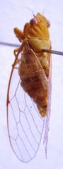 Conibosa occidentis