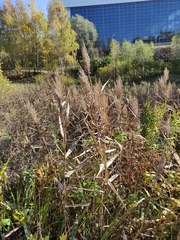 Phragmites australis