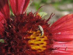 Trigonorhinus limbatus