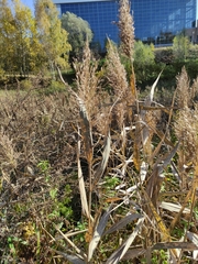Phragmites australis
