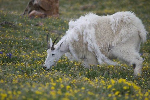 Mountain Goat