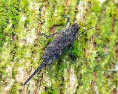 Falconius bedoti