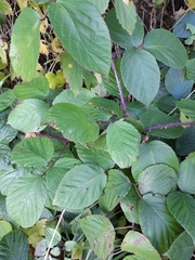 Rubus pedemontanus