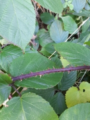 Rubus pedemontanus