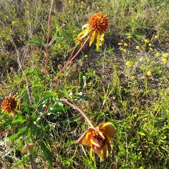 Tetragonotheca texana