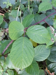 Rubus pedemontanus