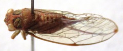 Calyria telifera