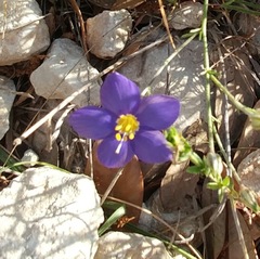 Giliastrum rigidulum