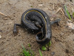 Triturus carnifex