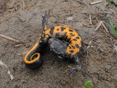 Triturus carnifex