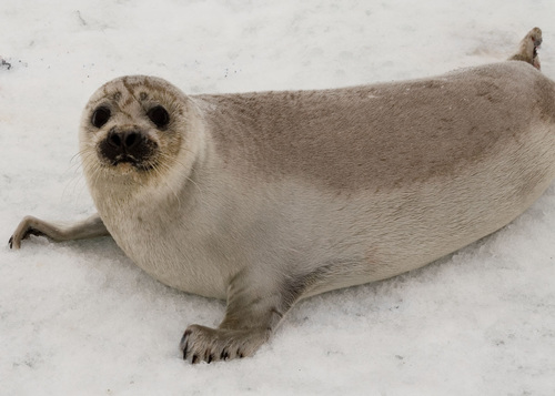 Ribbon Seal