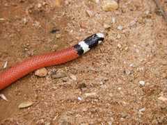 Apostolepis assimilis