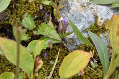 Gentianella propinqua