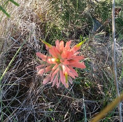 Castilleja lindheimeri