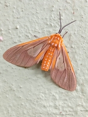 Sthenognatha gentilis