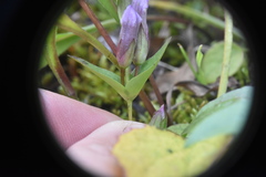 Gentianella propinqua