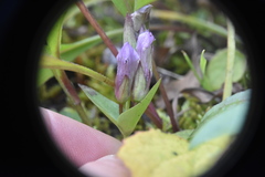 Gentianella propinqua