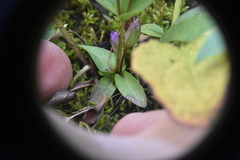 Gentianella propinqua