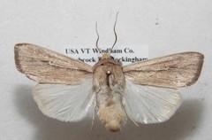 Leucania phragmitidicola